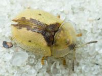 Cassida (Cassida) vibex
