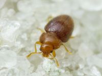 Mycetaea subterranea