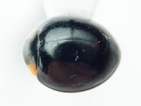 Coccinellidae