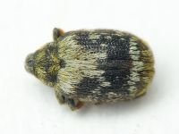 Orchestes hortorum