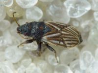 Tropidophlebia costalis