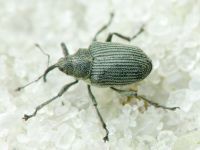 Ceutorhynchus obstrictus (complex)