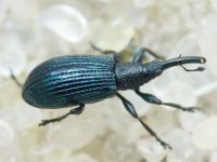 Stenopterapion (Stenopterapion) meliloti