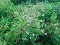 Ptarmica salicifolia