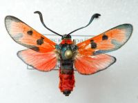 Zygaena laeta