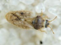 Piesma maculatum