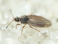 Campylosteira verna