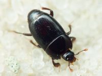 Platylomalus complanatus