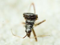 Heteroptera
