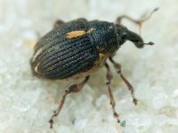 Rhinoncus leucostigma