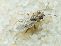 Nysius ericae