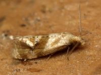Phalonidia contractana
