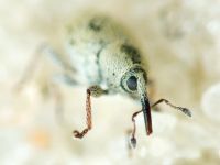 Sibinia (Sibinia) unicolor