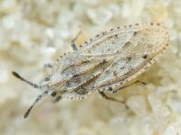 Tingis (Tingis) grisea