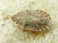 Sciocoris macrocephalus