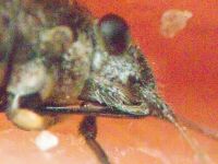 Ortholomus punctipennis
