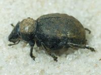 Otiorhynchus ligustici