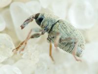 Sibinia (Sibinia) unicolor