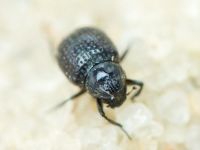 Georissus crenulatus