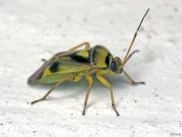 Liocoris tripustulatus