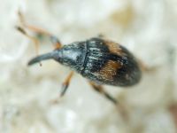 Nanophyinae