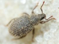 Curculionidae