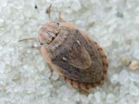 Menaccarus (Oploscelis) arenicola