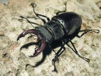 Lucanus cervus