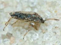 Nysius senecionis