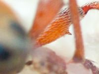 Curculio (Curculio) glandium