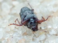 Curculionidae