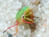 Acanthosoma haemorrhoidale