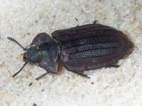 Peltis grossa
