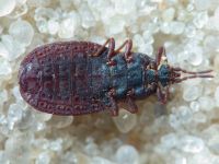 Aradidae