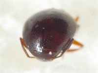 Abraeus