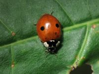 Adalia bipunctata