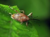 Curculio (Curculio) glandium