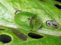 Cassida (Cassida) rubiginosa