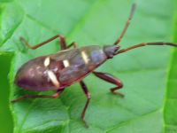 Gastrodes grossipes