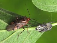 Deraeocoris flavilinea