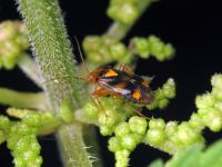 Liocoris tripustulatus