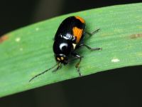 Cryptocephalus (Cryptocephalus) moraei