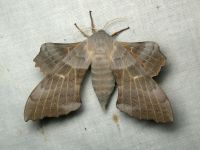 Laothoe populi