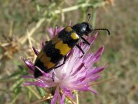 Mylabris variabilis