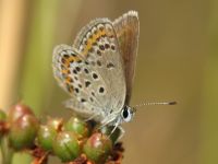Plebejus argus