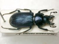 Platycerus caprea