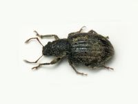 Mesagroicus