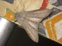 Cucullia umbratica