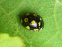 Oenopia lyncea