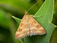 Pyrausta despicata